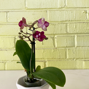 Phalaenopsis Orchid Magenta 2.5"