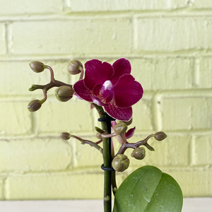 Phalaenopsis Orchid Magenta 2.5"