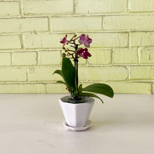 Phalaenopsis Orchid Magenta 2.5"