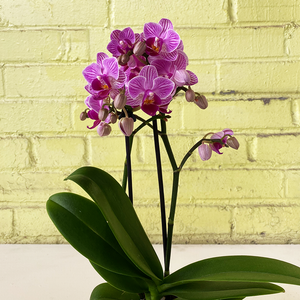 Phalaenopsis Orchid Pink 3.5"