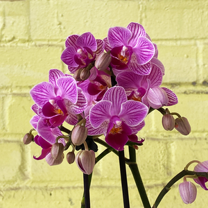 Phalaenopsis Orchid Pink 3.5"