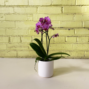 Phalaenopsis Orchid Pink 3.5"