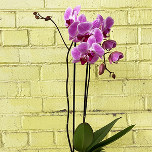 Phalaenopsis Orchid Pink 5"