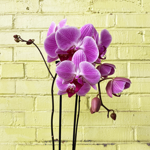 Phalaenopsis Orchid Pink 5"