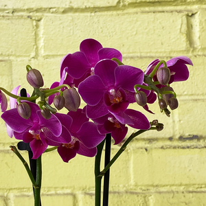 Phalaenopsis Orchid Purple 3.5"
