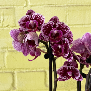 Phalaenopsis Orchid Purple Speckle 3.5"