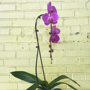 Phalaenopsis Orchid Waterfall Purple 5"