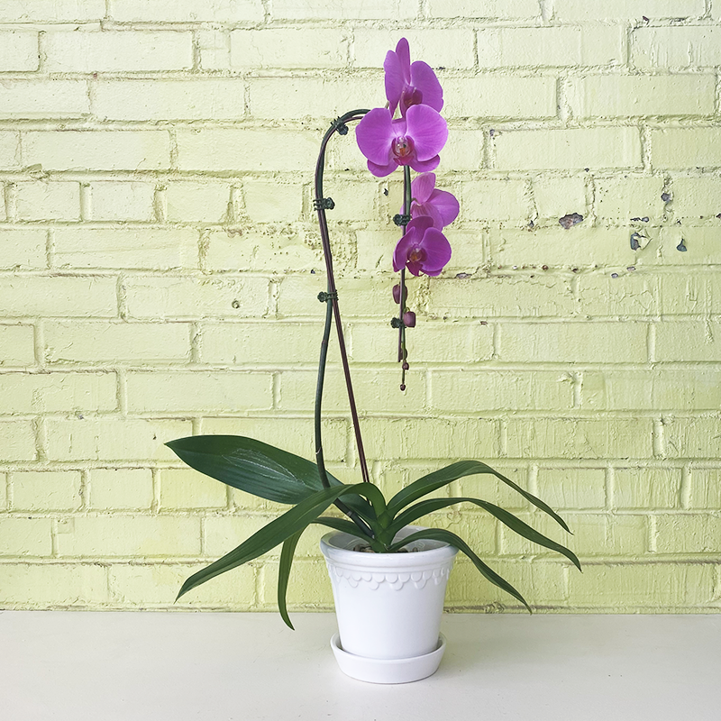 Phalaenopsis Orchid Waterfall Purple 5"
