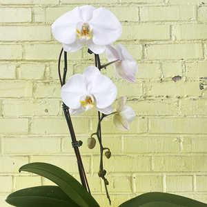 Phalaenopsis Orchid Waterfall White 5"
