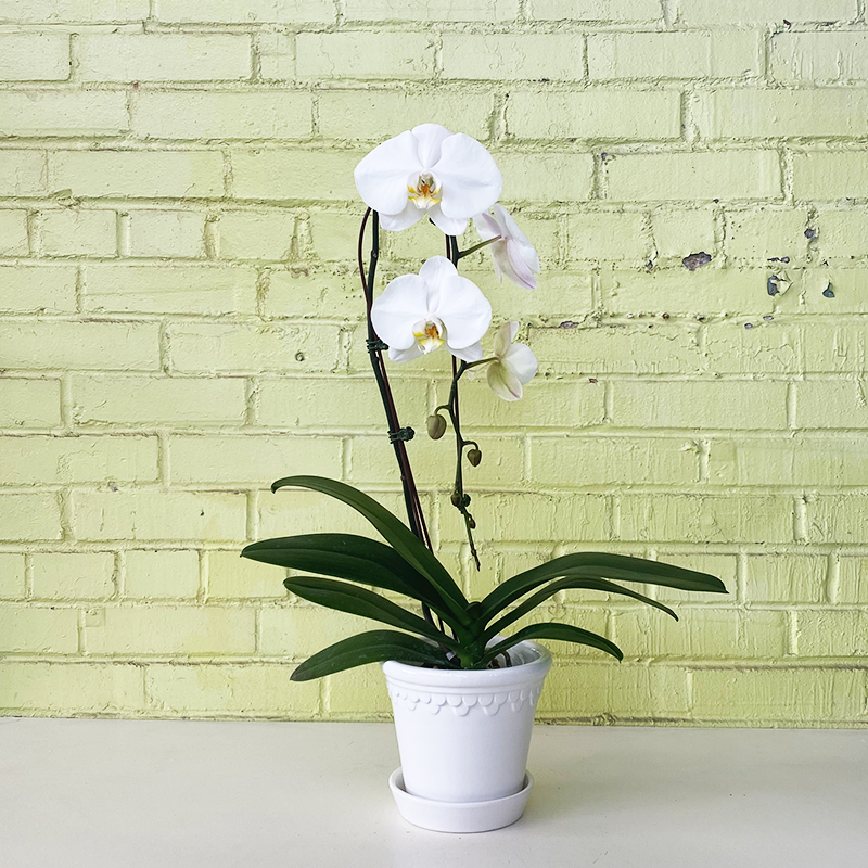 Phalaenopsis Orchid Waterfall White 5"