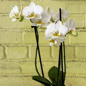 Phalaenopsis Orchid White 3.5"