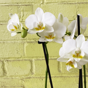 Phalaenopsis Orchid White 3.5"