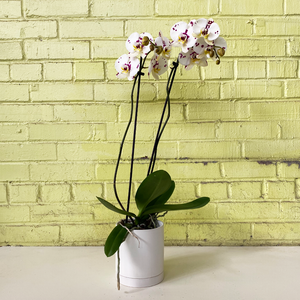 Phalaenopsis Orchid White Speckle 5"