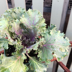 Ornamental Kale Kamome Red 4"