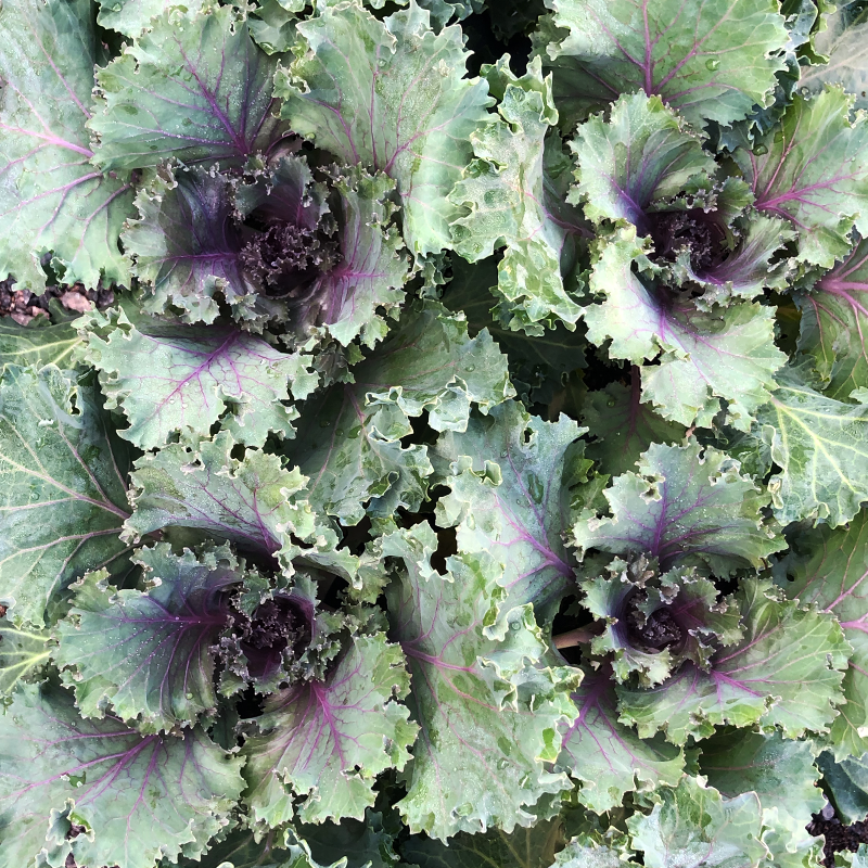 Ornamental Kale Kamome Red 4"