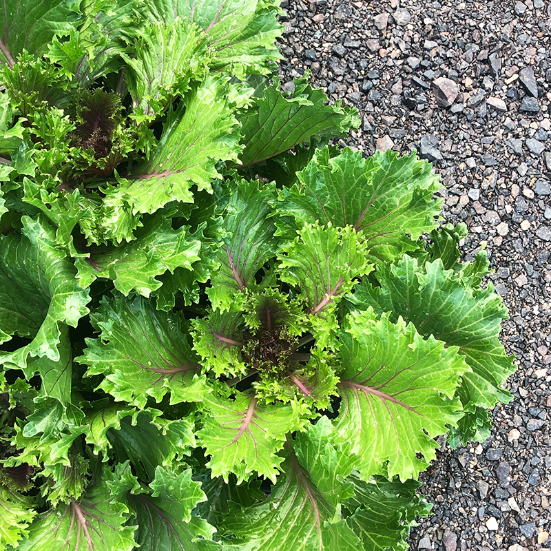 Ornamental Kale Kamome Red 8"