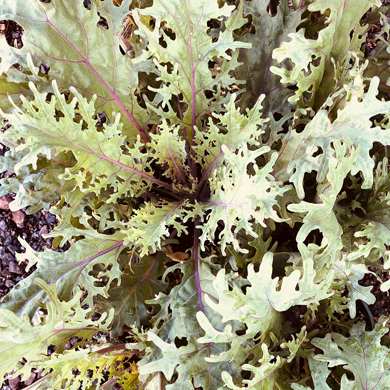 Ornamental Kale Peacock Red 4"