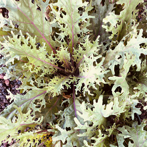 Ornamental Kale Peacock Red 4"