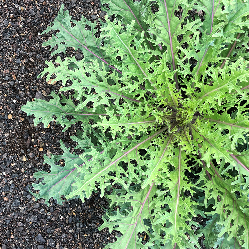 Ornamental Kale Peacock Red 8"