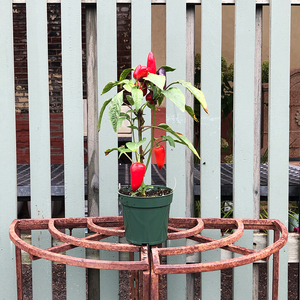 Ornamental Pepper Wicked 4"