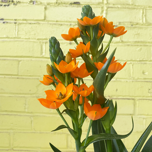 Ornithogalum 4"