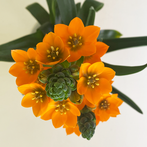 Ornithogalum 4"