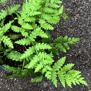 Osmunda cinnamomea G01