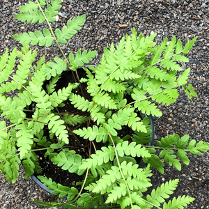 Osmunda cinnamomea G01