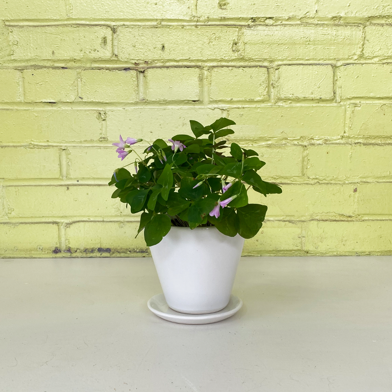 Oxalis Lavender