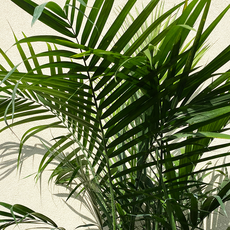 Majesty Palm 10"