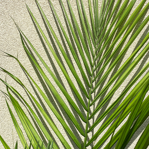 Majesty Palm 10"