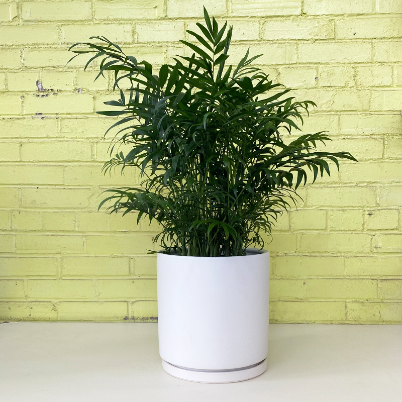 Parlor Palm