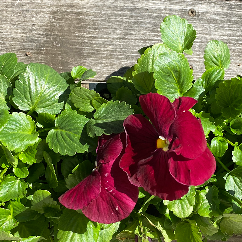 Pansy Matrix Rose 6 Pack