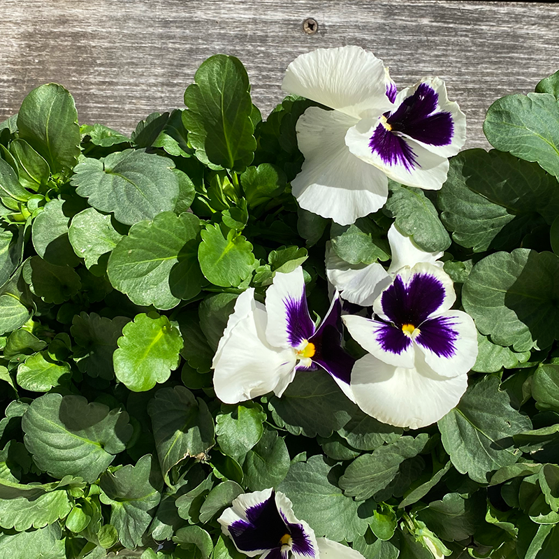 Pansy Matrix White Blotch 6 Pack