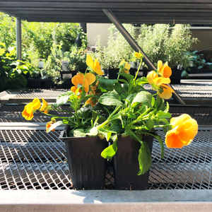 Pansy Matrix Orange 6 Pack