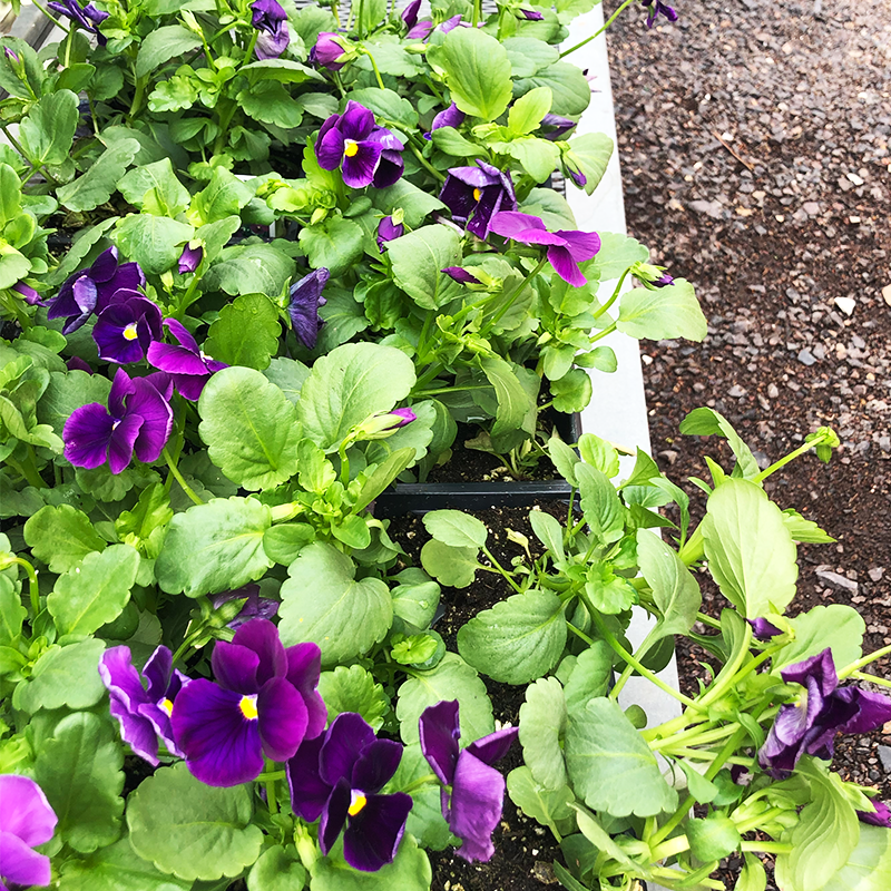 Pansy Matrix Purple 6 Pack