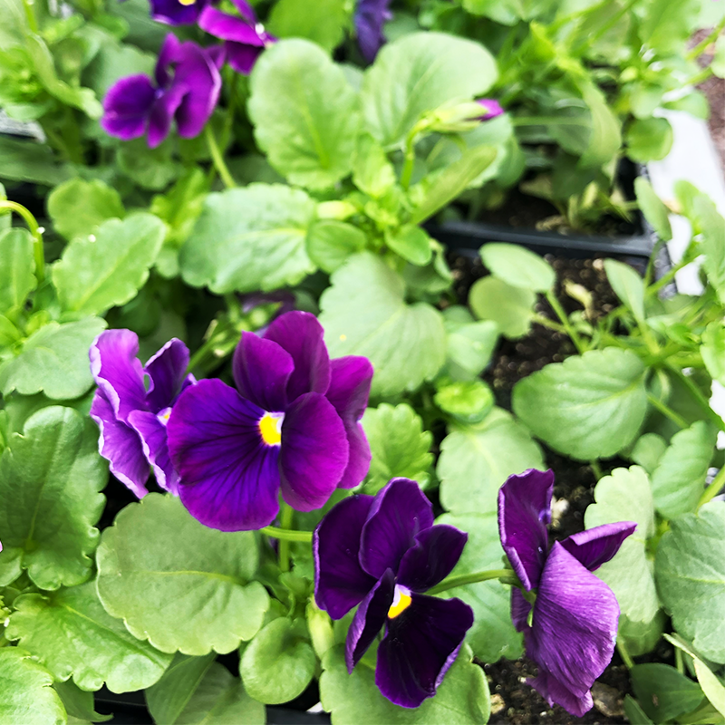 Pansy Matrix Purple 6 Pack
