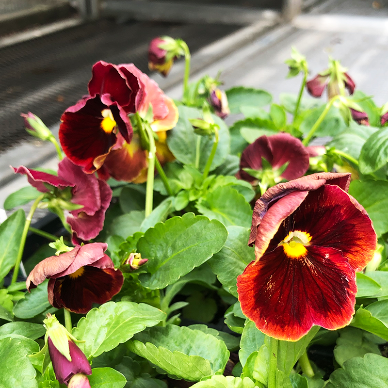 Pansy Matrix Red Blotch 6 Pack