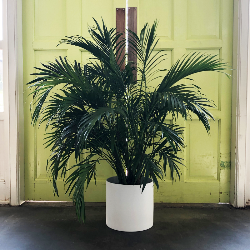 parlor palm new growth Parlor Palm