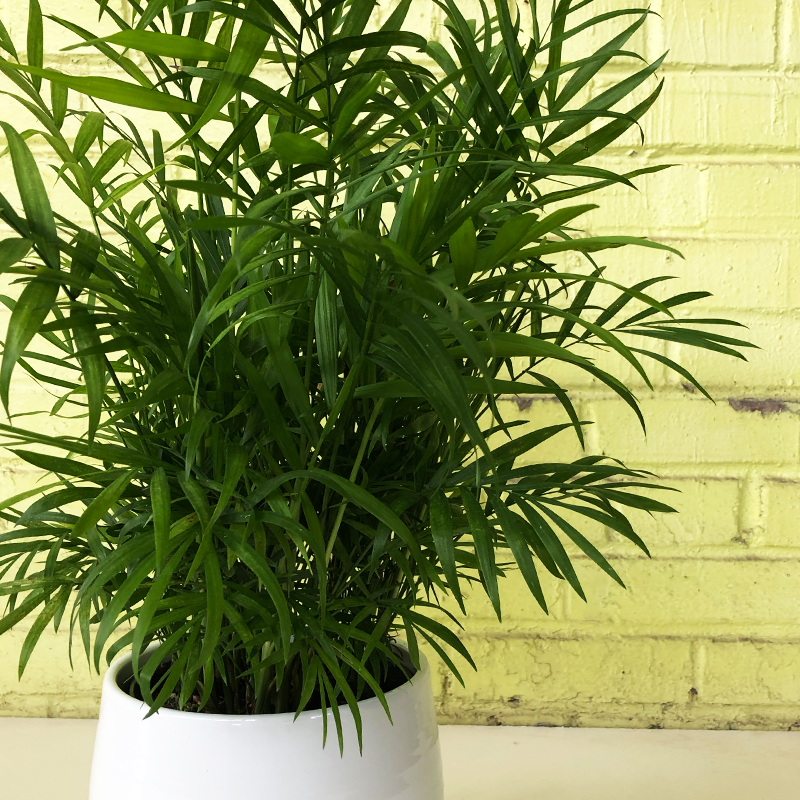easyplant parlor palm Parlor Palm