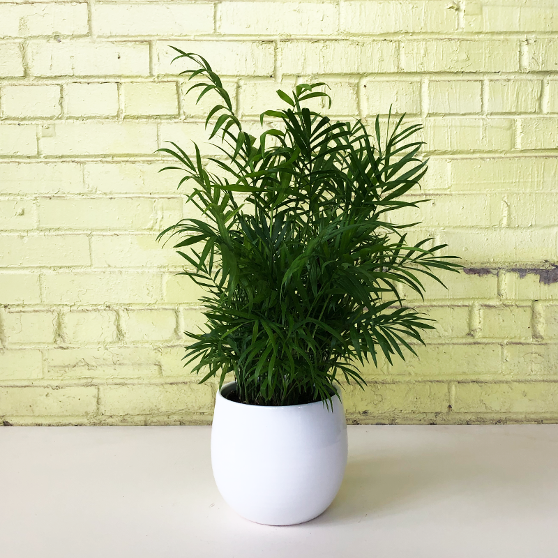 parlor palm fruit Parlor Palm