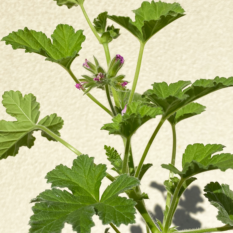 Pelargonium cap 'Attar of Rose' 4"