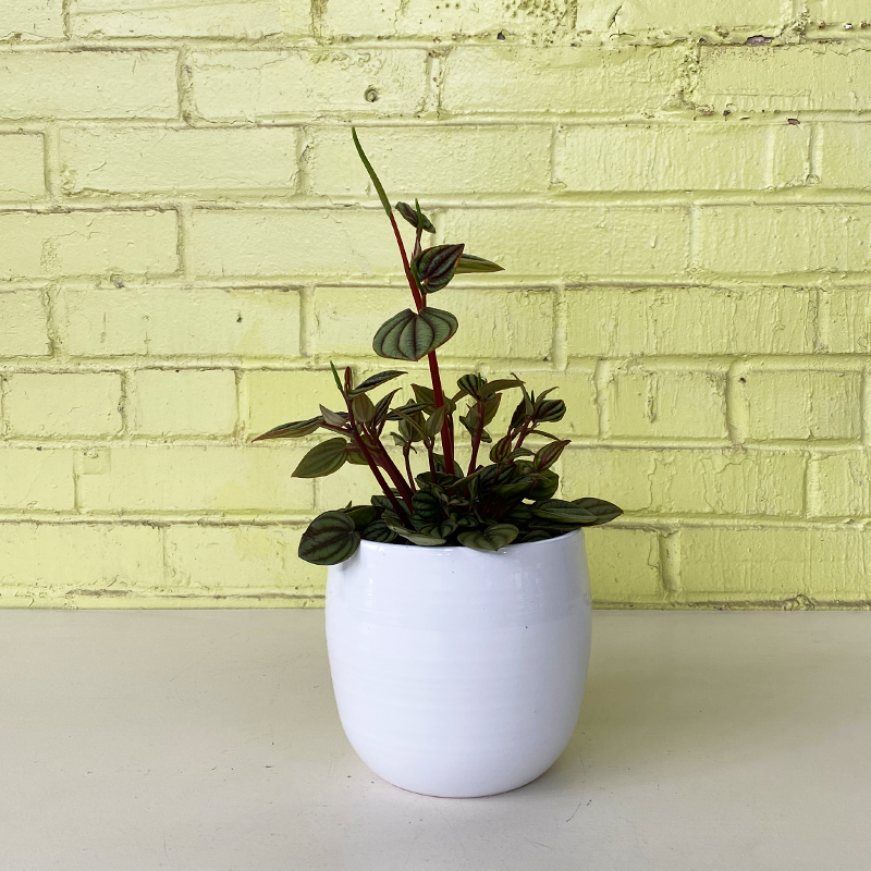 Peperomia 'Banda' 5"