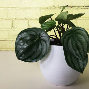 Peperomia 'Watermelon'