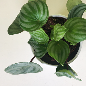 Peperomia 'Watermelon'