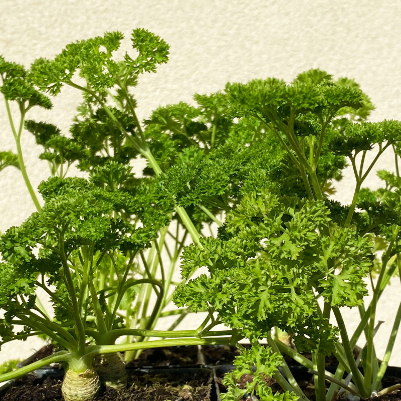 Petroselinum crispum 3.5"