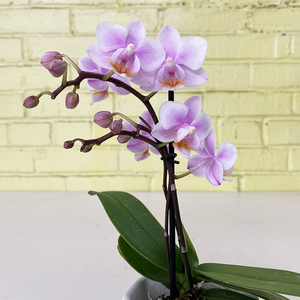 Phalaenopsis Orchid Light Pink 2.5"