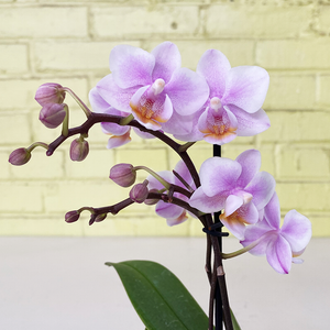 Phalaenopsis Orchid Light Pink 2.5"