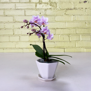 Phalaenopsis Orchid Light Pink 2.5"