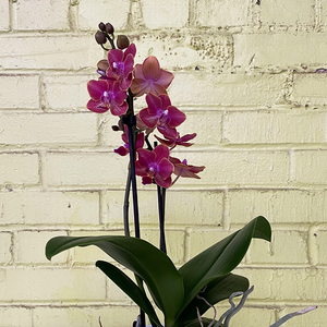 Phalaenopsis Orchid Orange 3.5"
